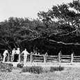 The Goose Island Oak Tree, Goose Island State Park, c. 1935